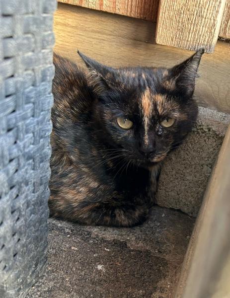 Europäische Hauskatze